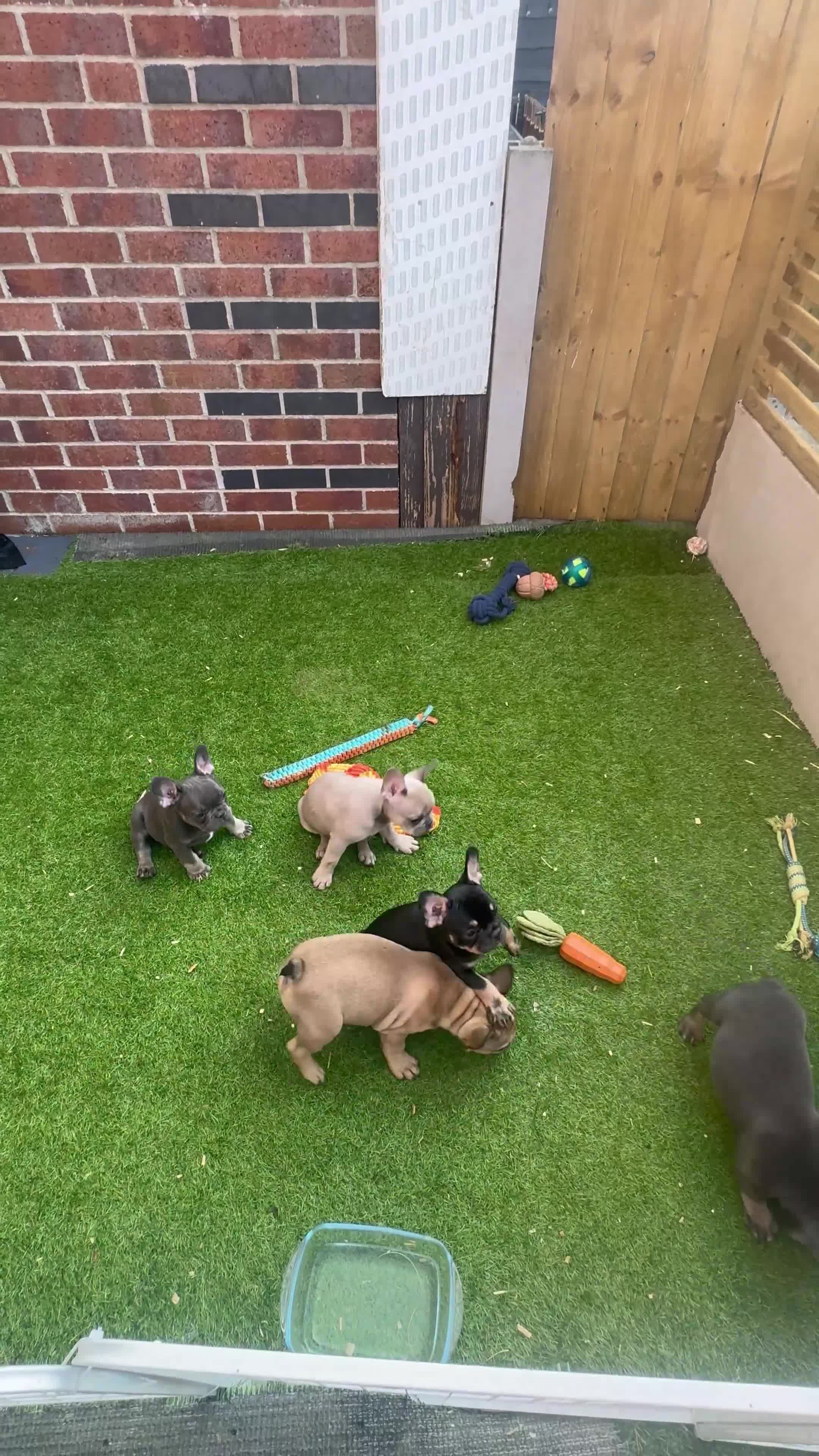 French Bulldog dogs for sale: 🐾Beautiful French Bulldog Puppies 🐾 - Video 3