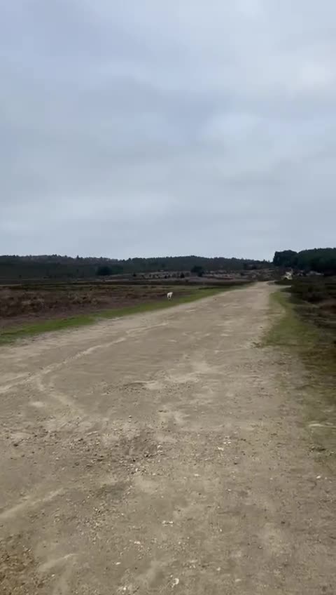 Mixed Breed dogs for adoption: Novie (Collie mix) - Video 2