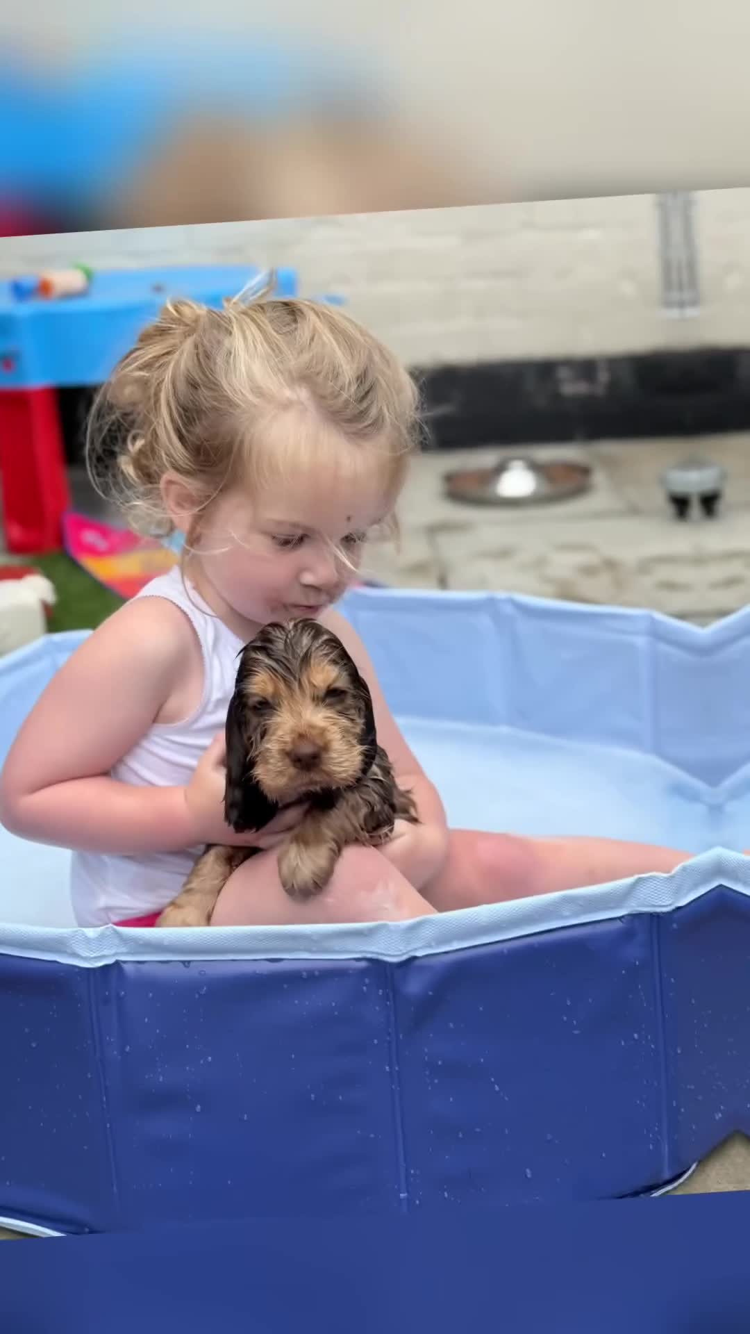 Cocker Spaniel dogs for sale: Show type cocker spaniels  - Video 3