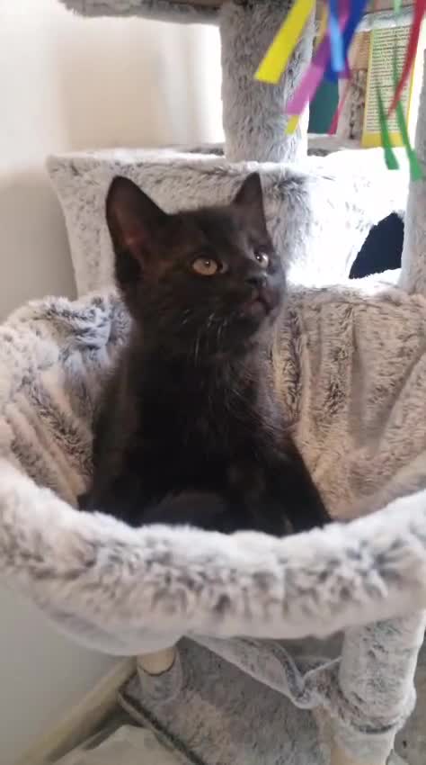 Domestic Shorthair cats for sale: 3 stunning male kittens - Video 5