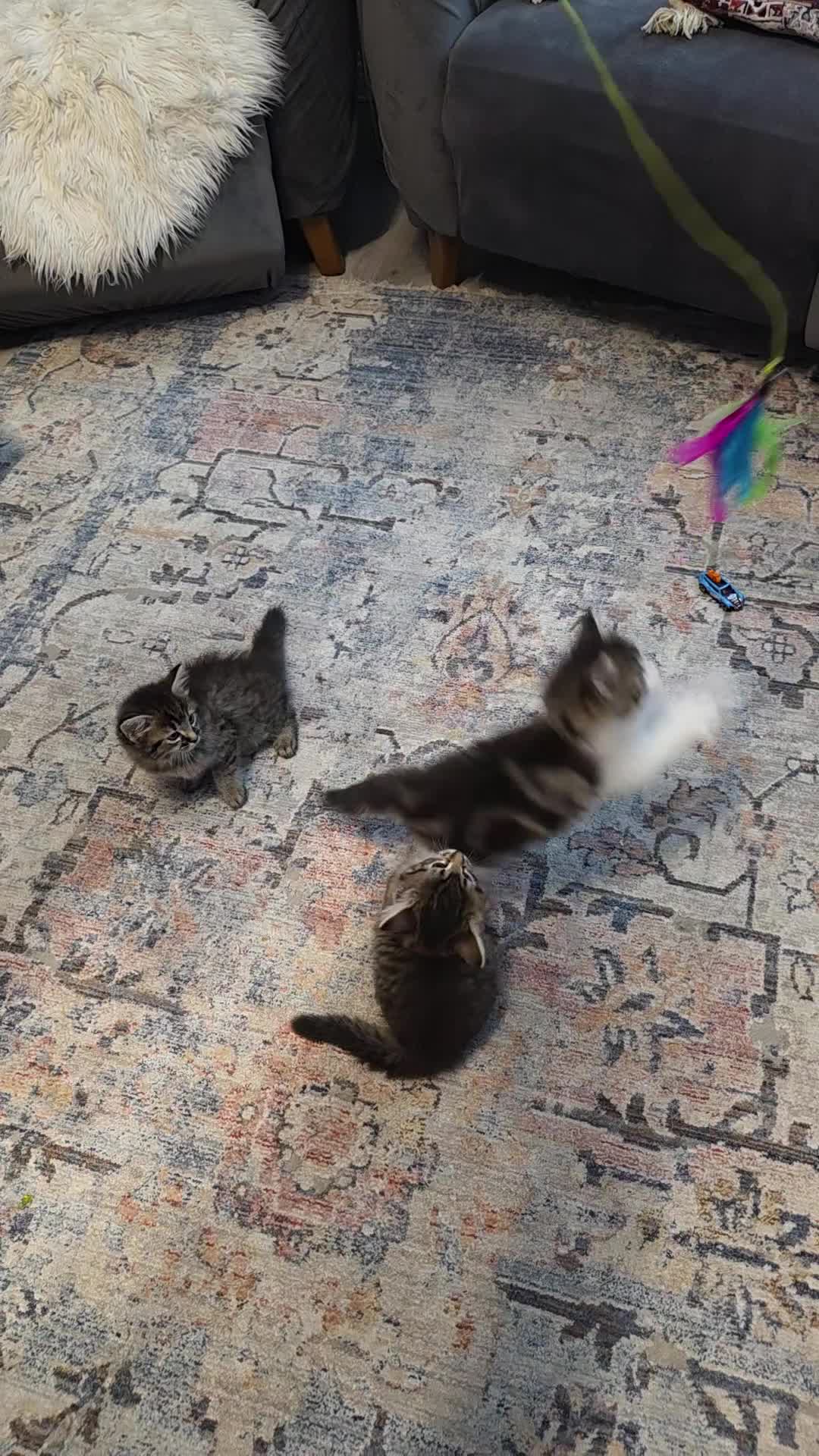 Mixed Breed cats for sale: Adorable Ragdoll X Norwegian forest Kittens  - Video 1