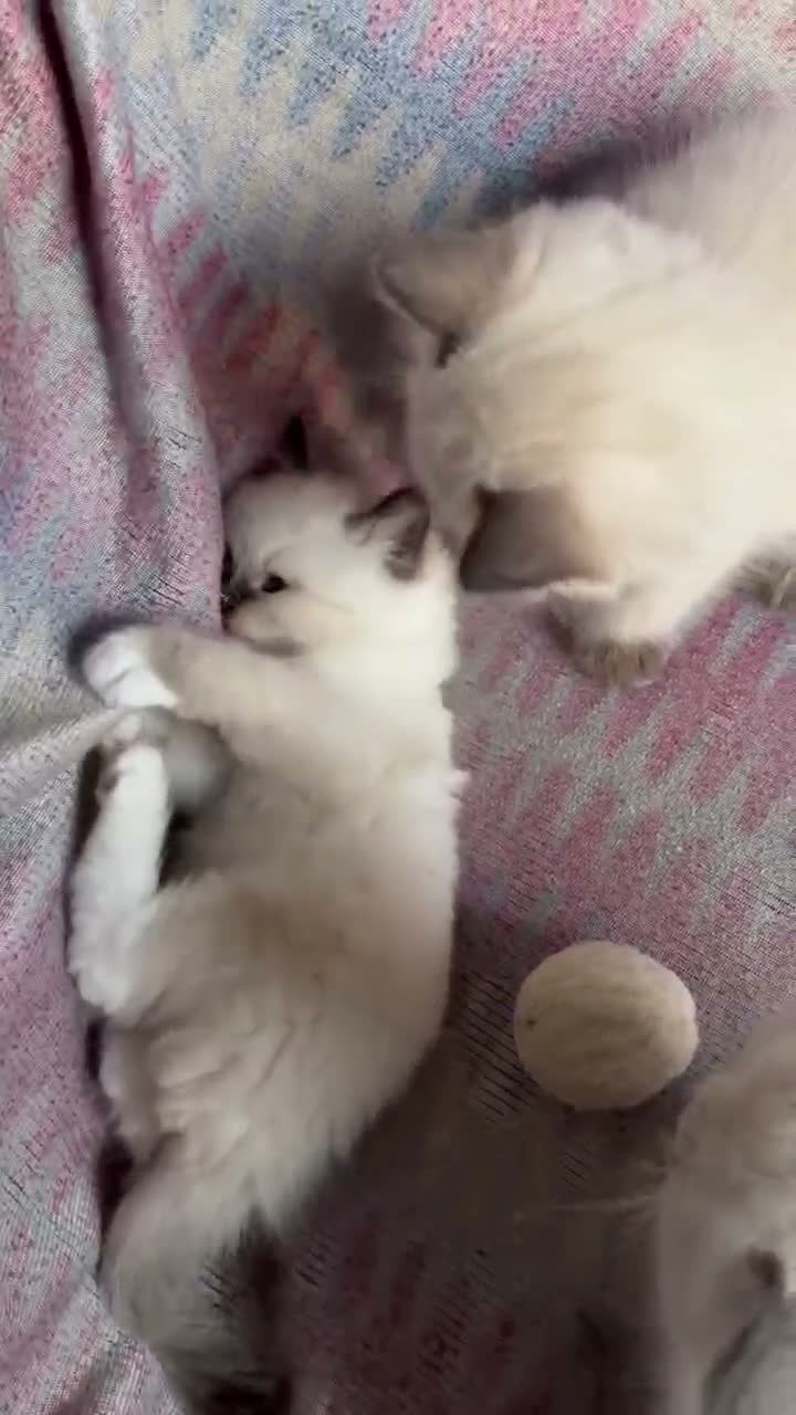 Ragdoll cats for sale: Ragdoll kittens looking for their forever home 💗 - Video 2