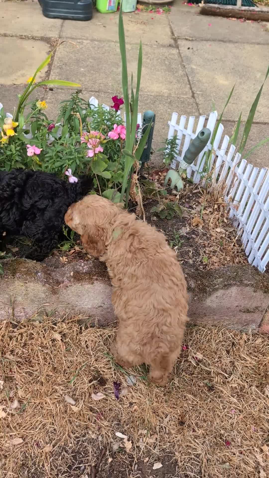 Cockapoo dogs for sale: Toy cockapoo. A little boy left. Ready 6th Aug - Video 1