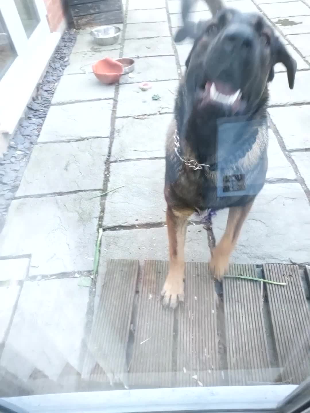 Mixed Breed dogs for sale: Mix breed  - Video 2