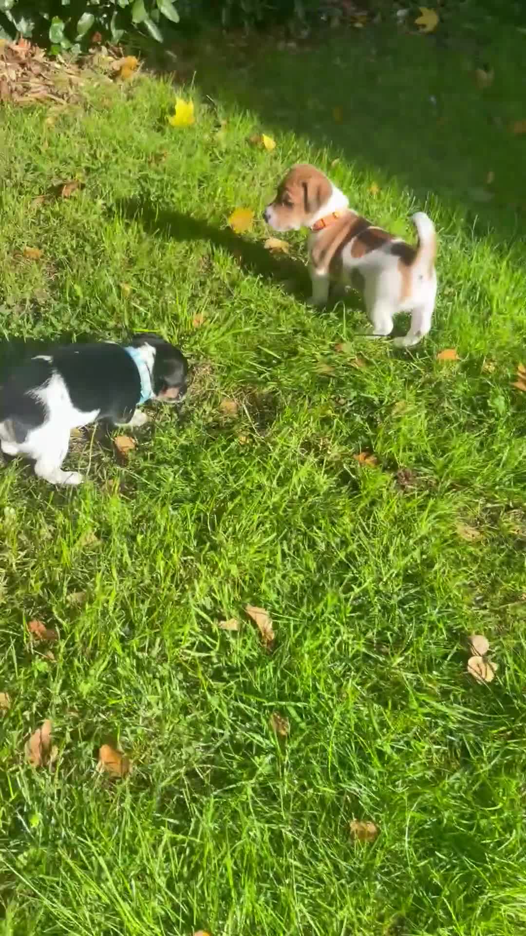 Jack Russell dogs for sale: Stunning Jack Russell puppies - Video 1