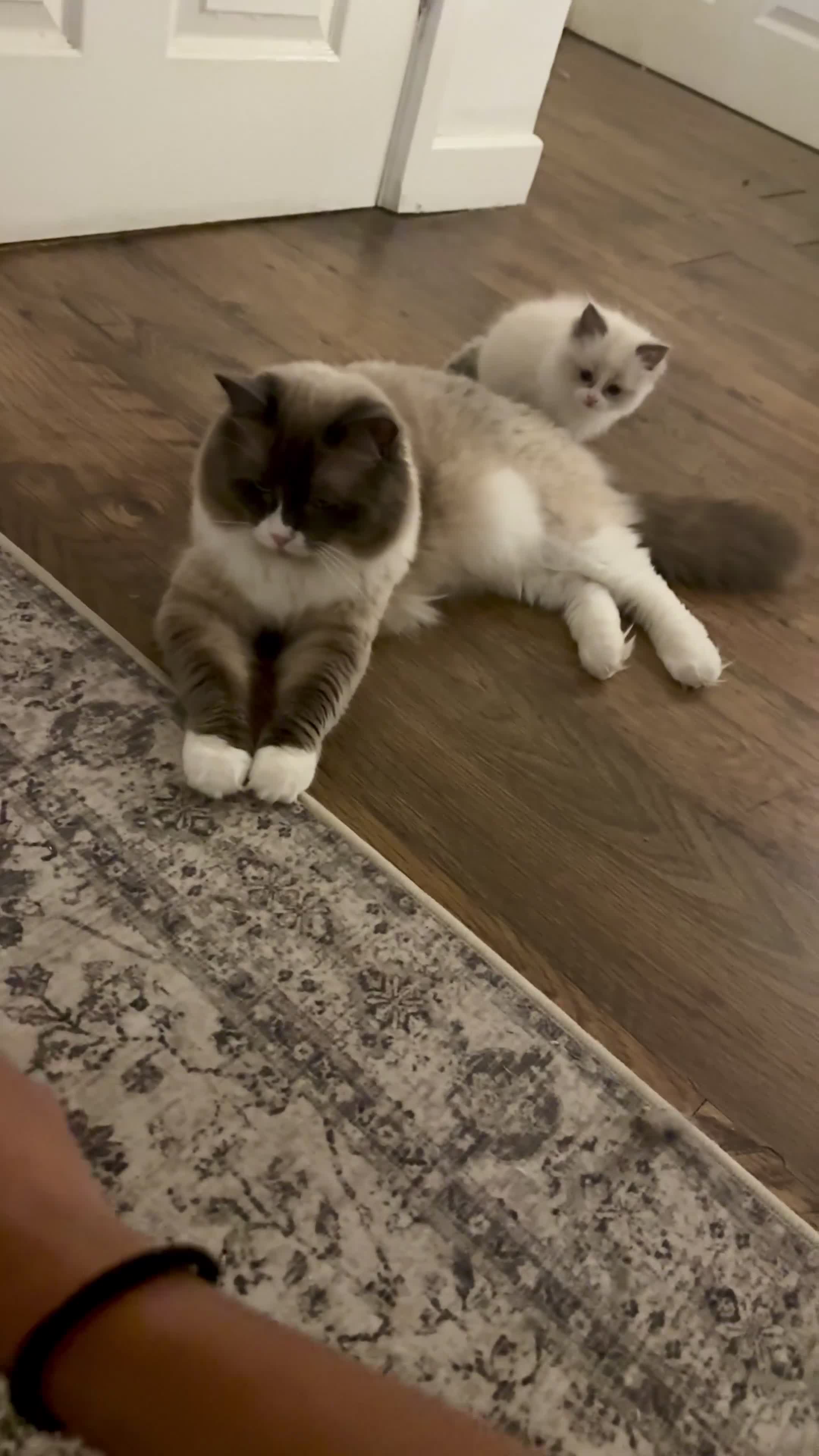 Ragdoll cats for sale: Female Bi-colour Ragdoll in Bracknell - Video 3