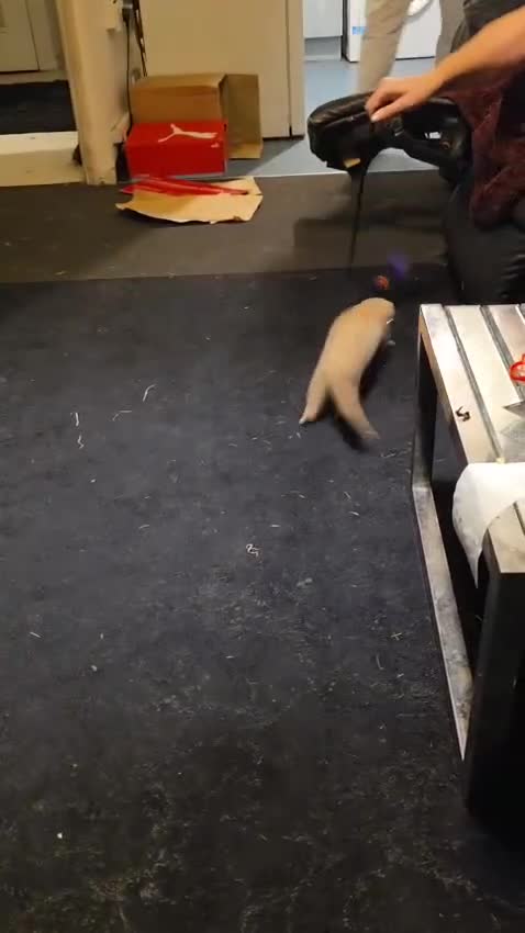 Ferret rodents for sale: 1 female ferret  - Video 2