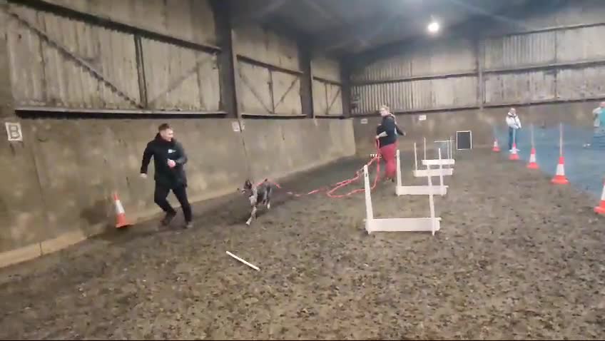 Lurcher dogs for stud: Collie x Whippet Stud  - Video 1