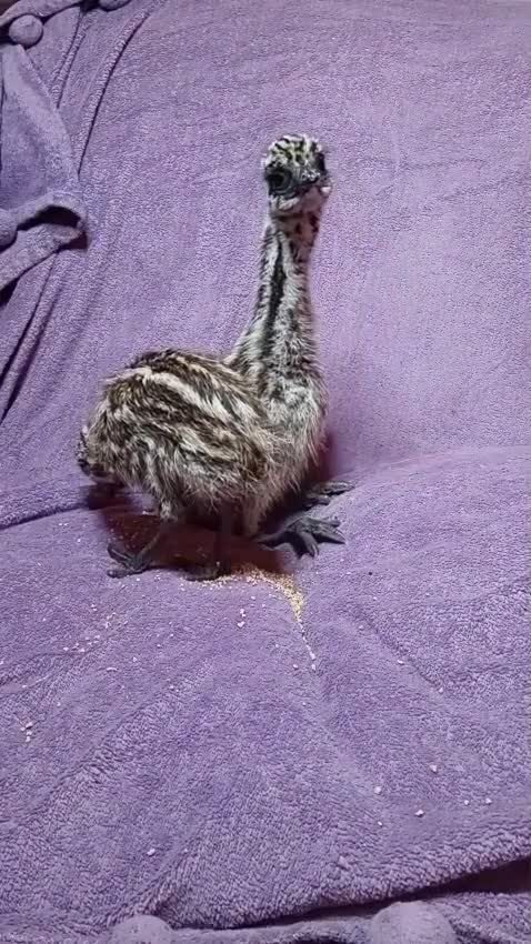 Emus poultry for sale: Emu Chicks for Sale - Video 1