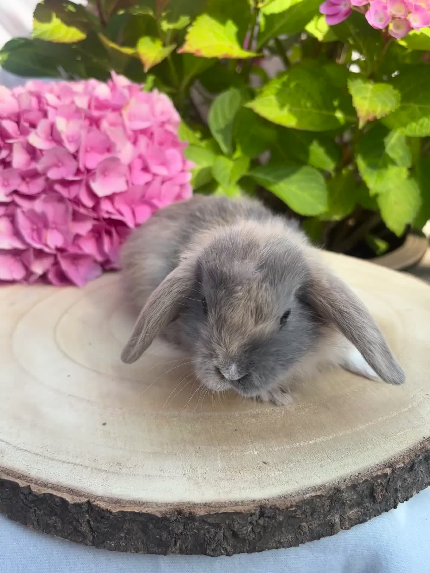 Mini Lop rabbits for sale: Mini lops looking for 5🏡 homes  - Video 3