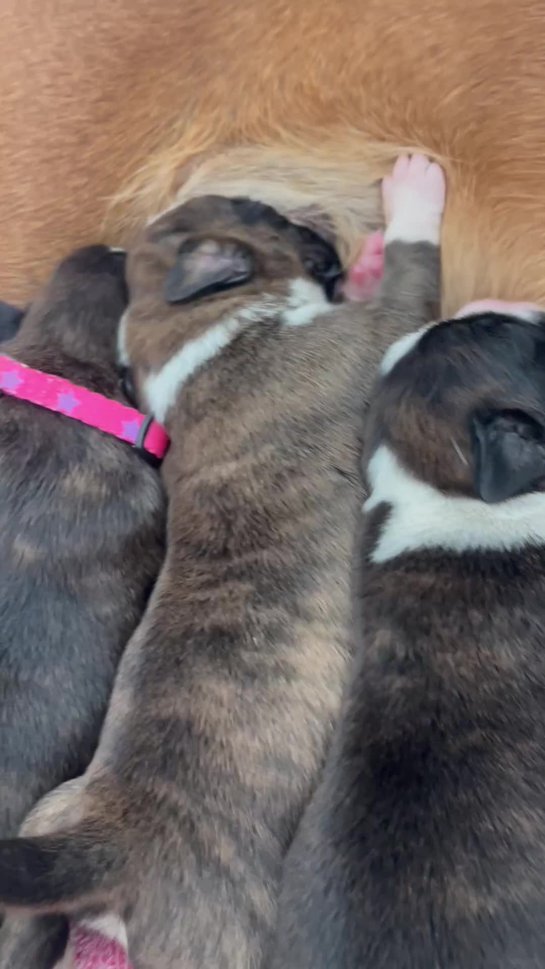 Boxer dogs for sale: Beautiful boxer puppies available  - Video 1