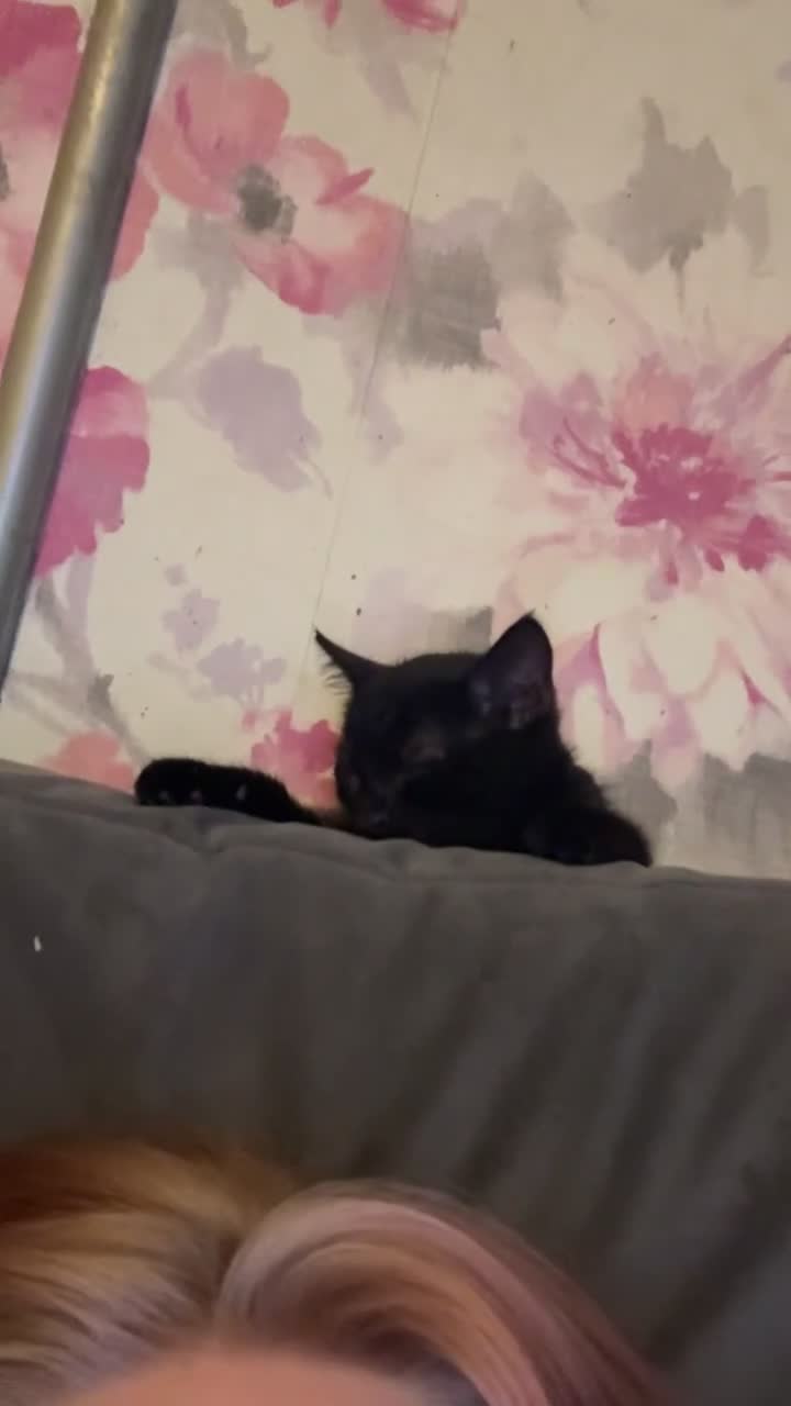 Mixed Breed cats for sale: Beautiful little boy needing forever home  - Video 1