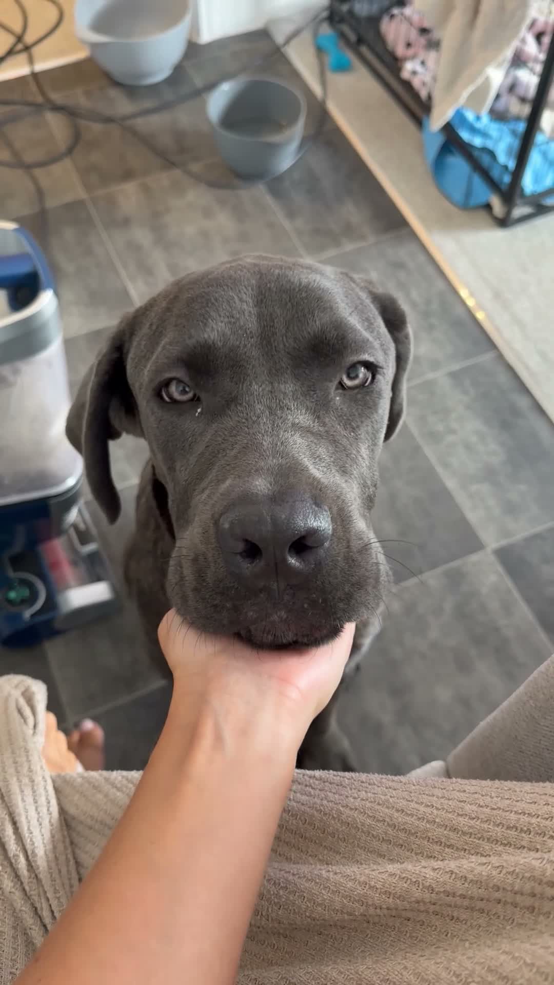 Cane Corso dogs for sale: Cello 10 month old cane corso 🐾 - Video 2