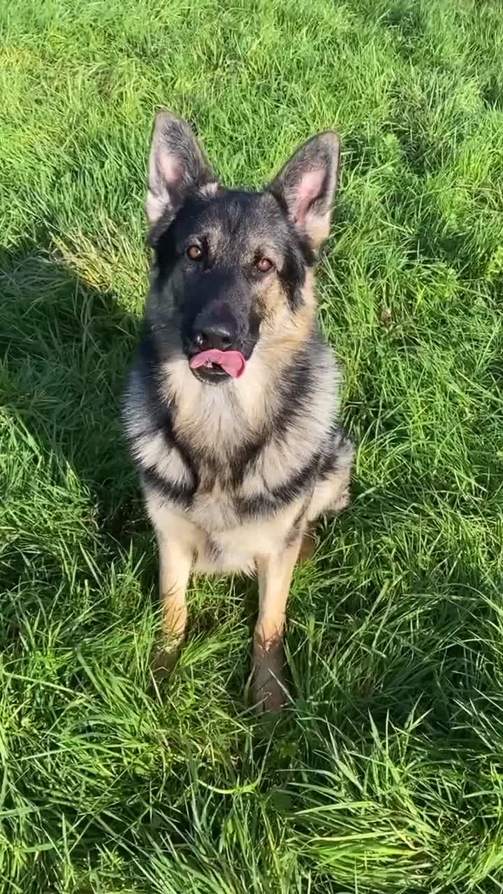 German Shepherd dogs for stud: Midas, straight back strong GSD - Video 1