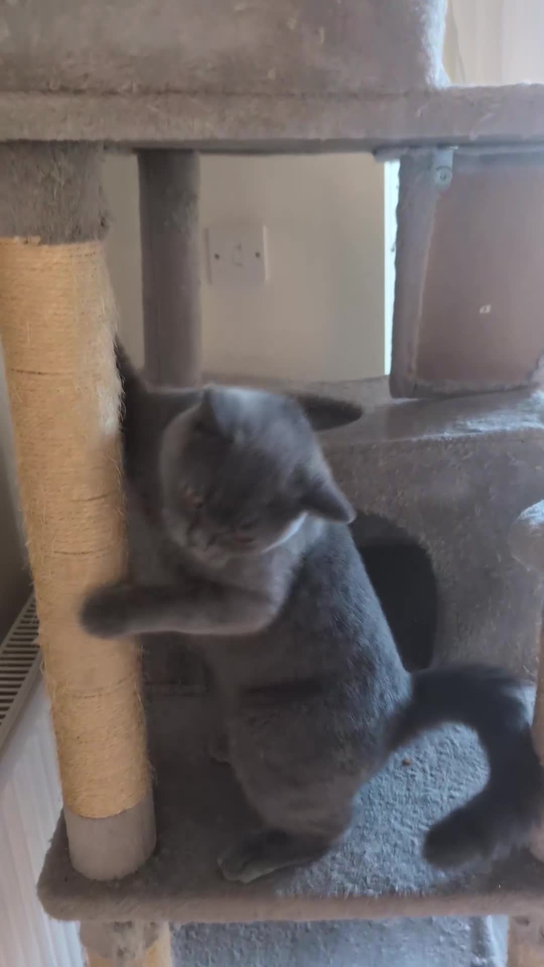 British Shorthair cats for sale: Full British shorthairs kittens - Video 1