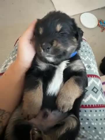 Goldador dogs for sale: Goldador x Labrottie Miniature Puppies for Sale - Video 1