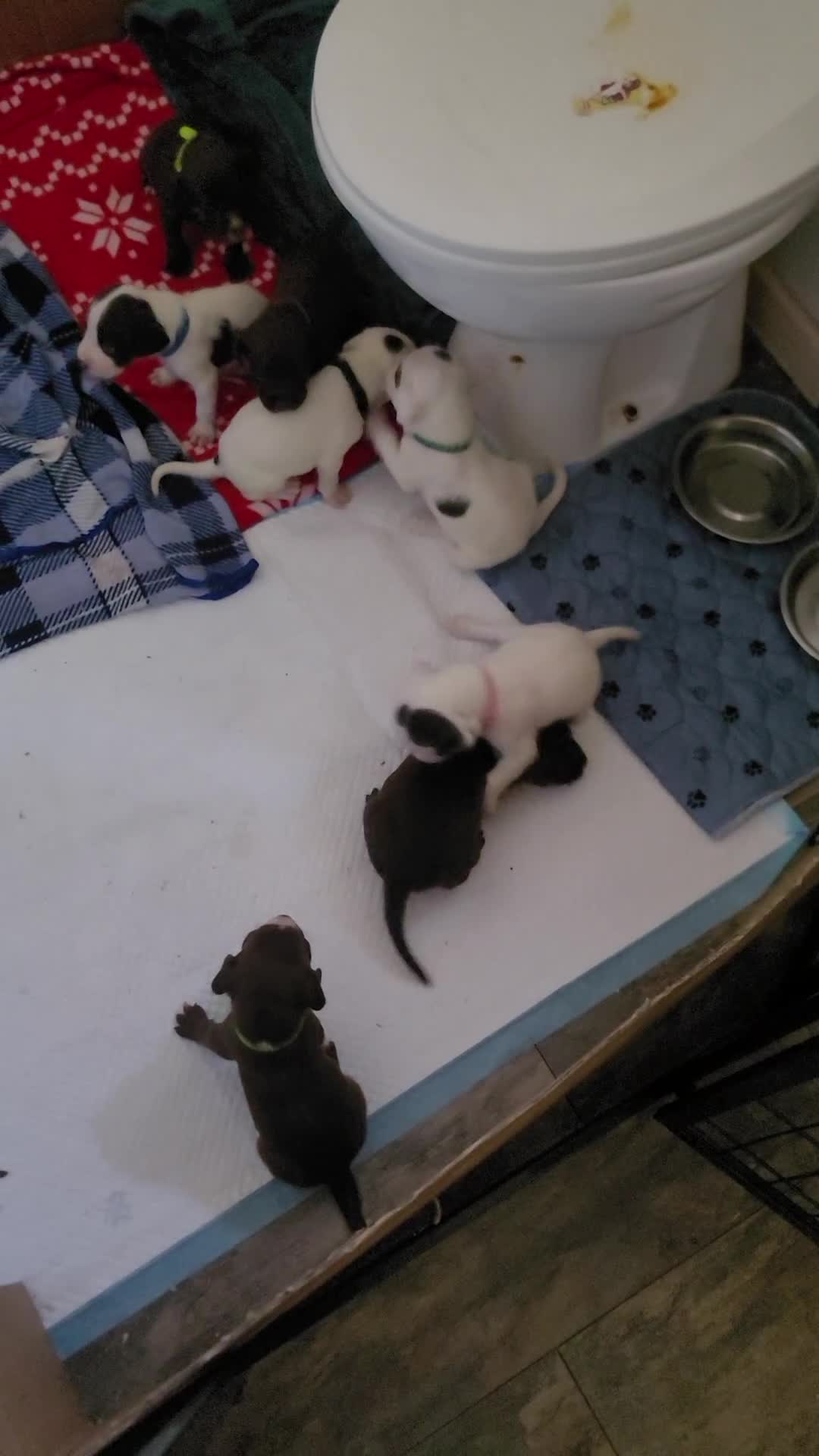 Springador dogs for sale: Lovly puppies  - Video 1