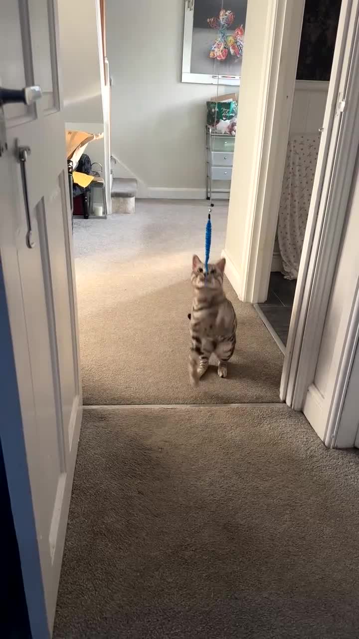 Bengal cats for stud: Juicy Jax for stud  - Video 3