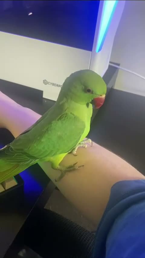 Ringnecks birds for sale: Green Ringneck Parrot - Video 2