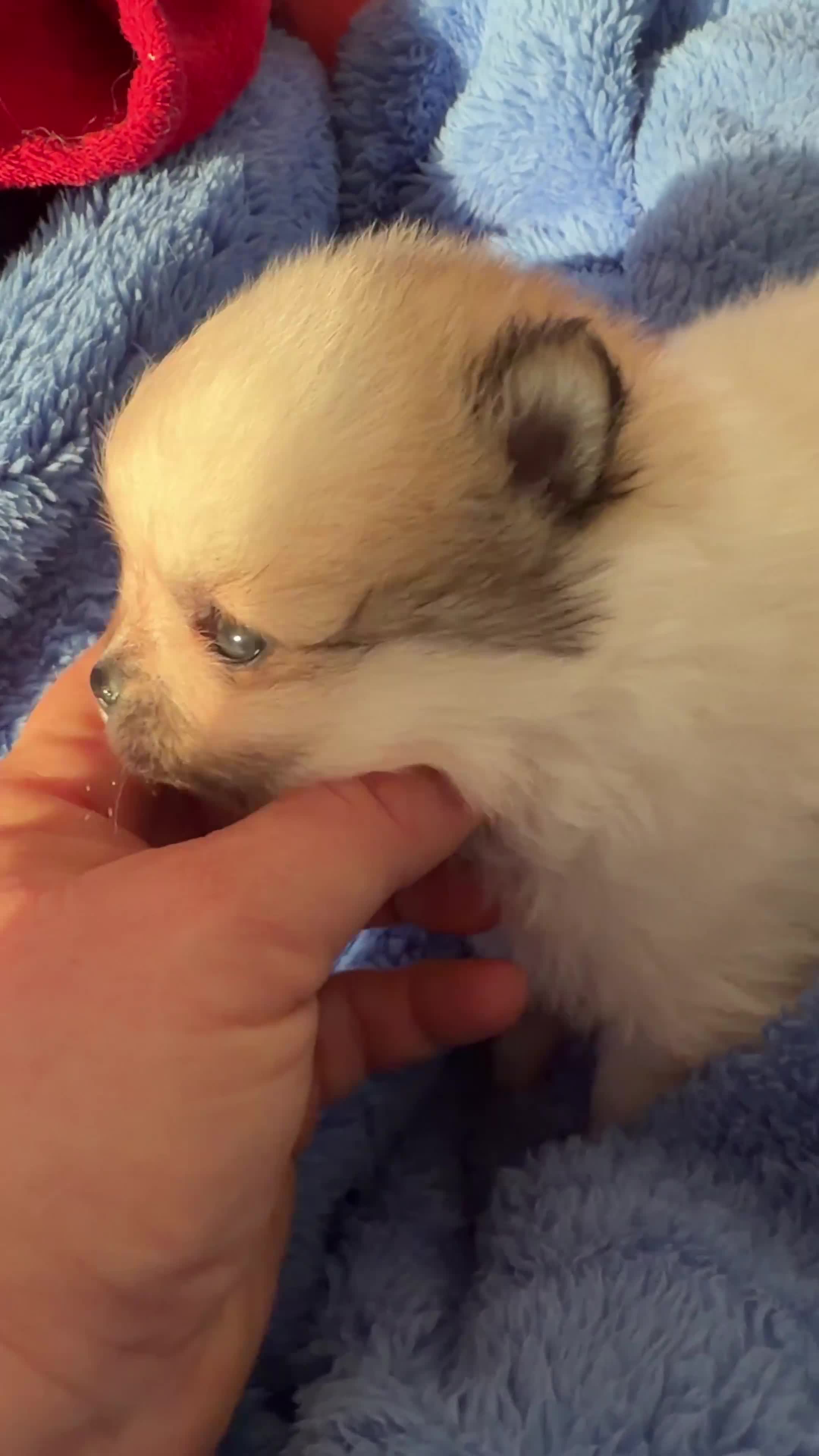 Pomeranian dogs for sale: Two cuties are looking for home  - Video 1