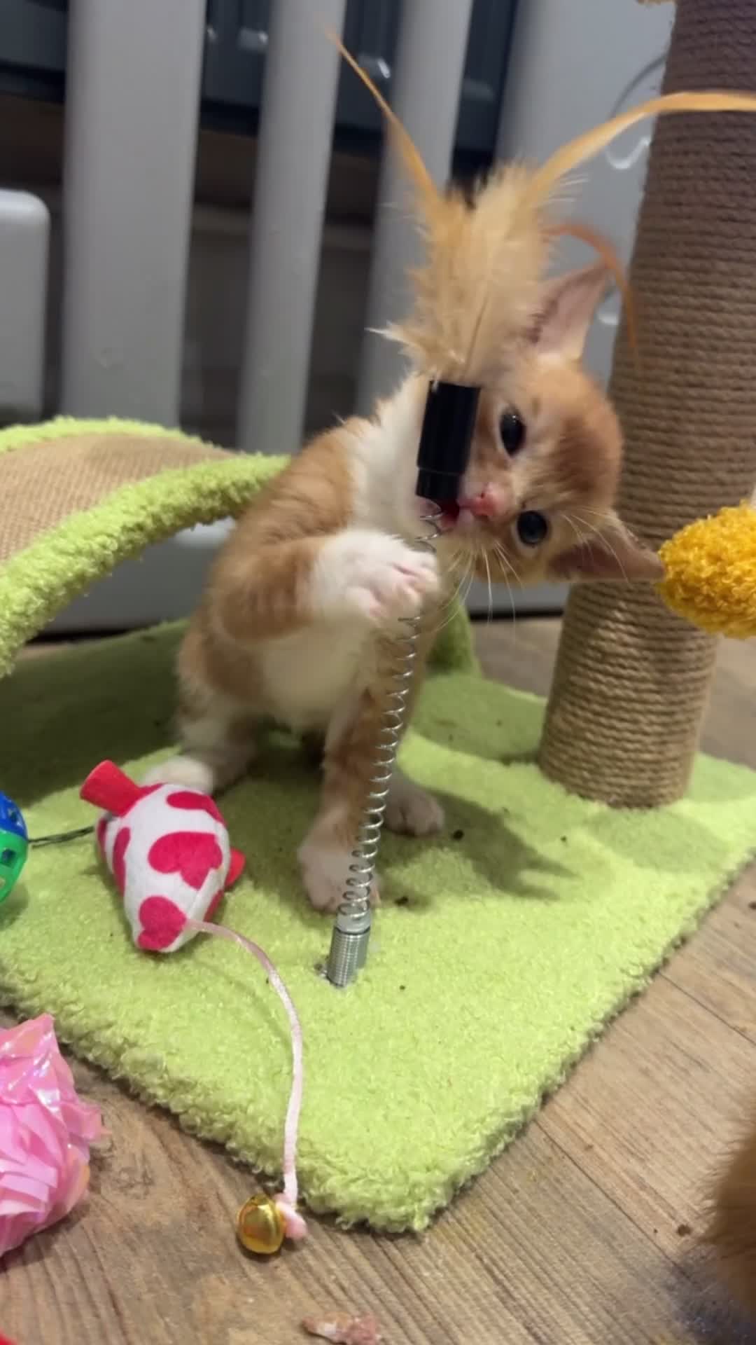 Mixed Breed cats for sale: Last 3 Adorable Ginger Males 🧡 - Video 3