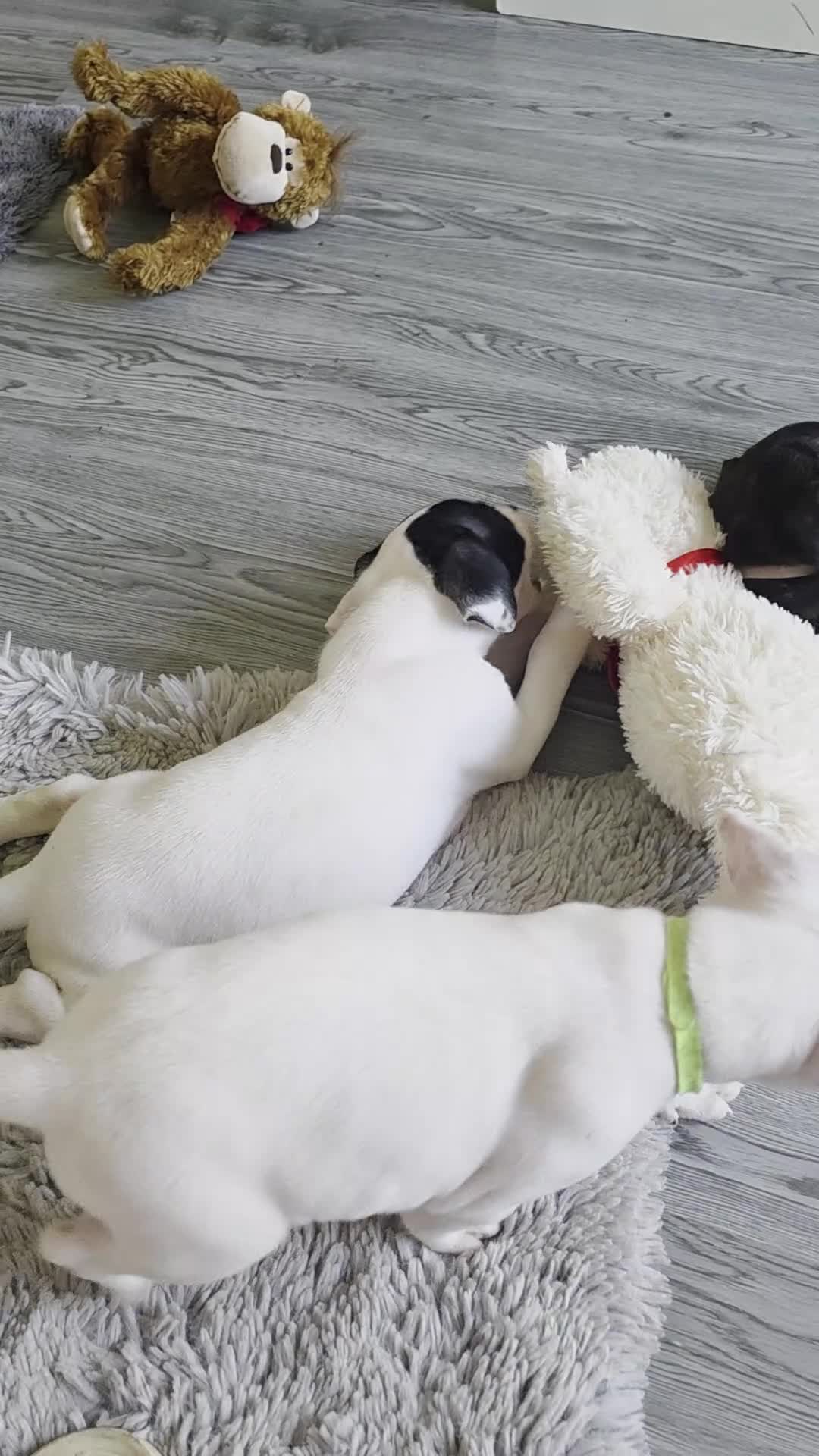 Staffordshire Bull Terrier dogs for sale: Staff puppies in Bristol - Video 1