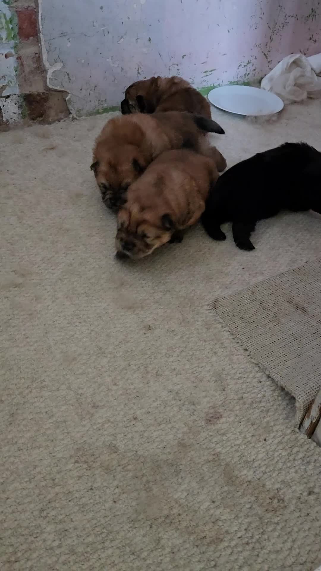 Chow Chow dogs for sale: Chow chow puppies - Video 1