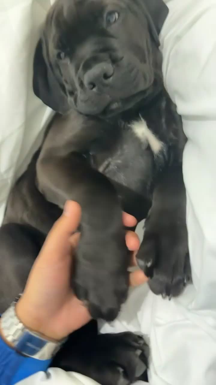 Mixed Breed dogs for sale: Cane corso Rottweiler puppy in Redcar - Video 1