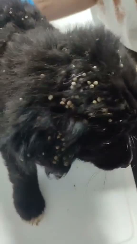 Mixed Breed dogs for adoption: Boci! in Scarborough - Video 1