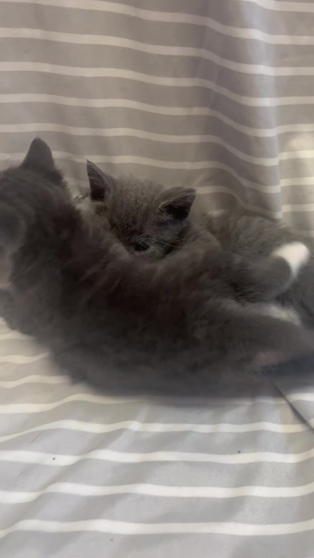Mixed Breed cats for sale: Adorable 5-Week-Old Kittens Ready to Reserve - Video 2