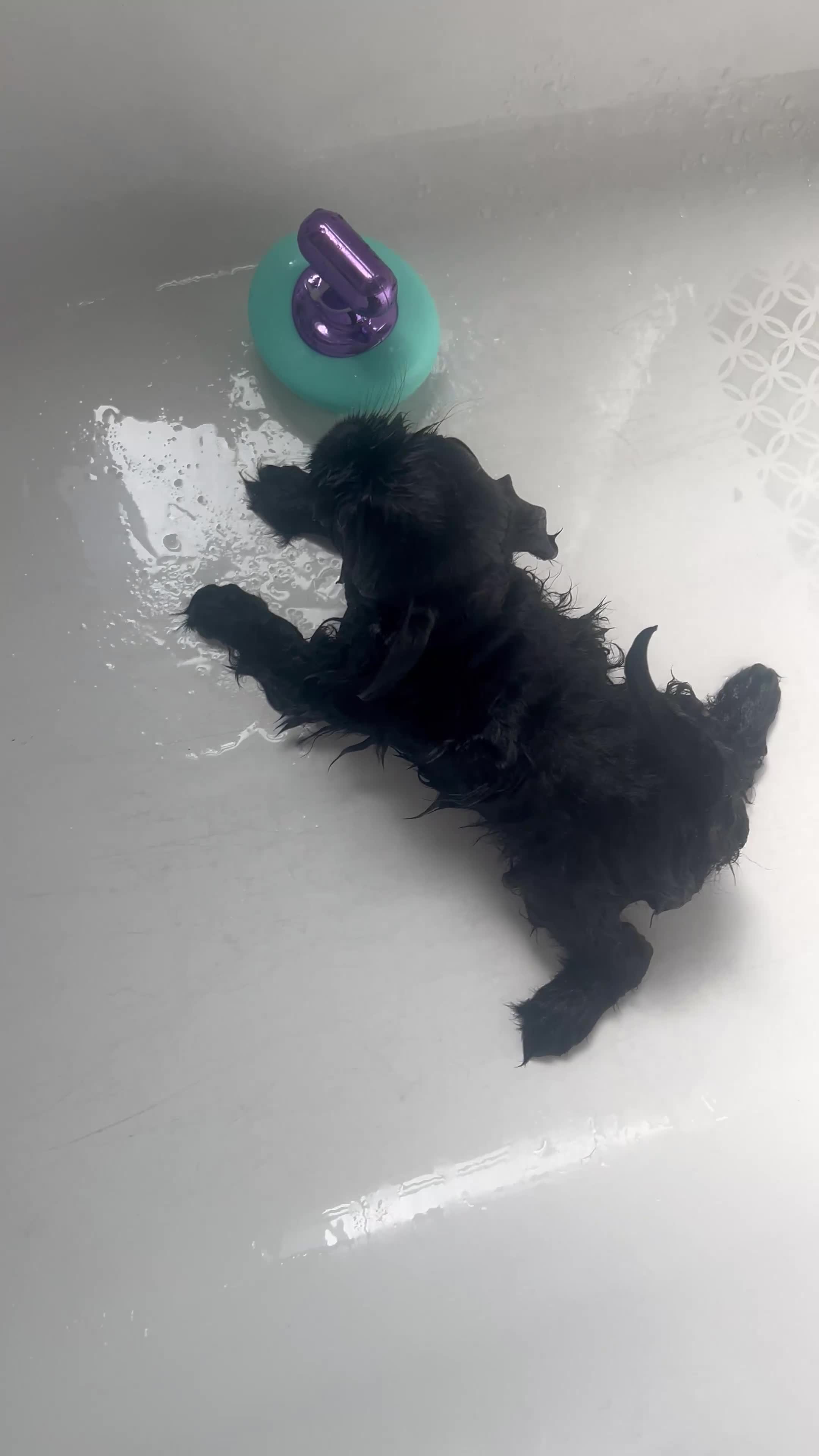 Pomeranian dogs for sale: Dior 🖤👑 - Video 1