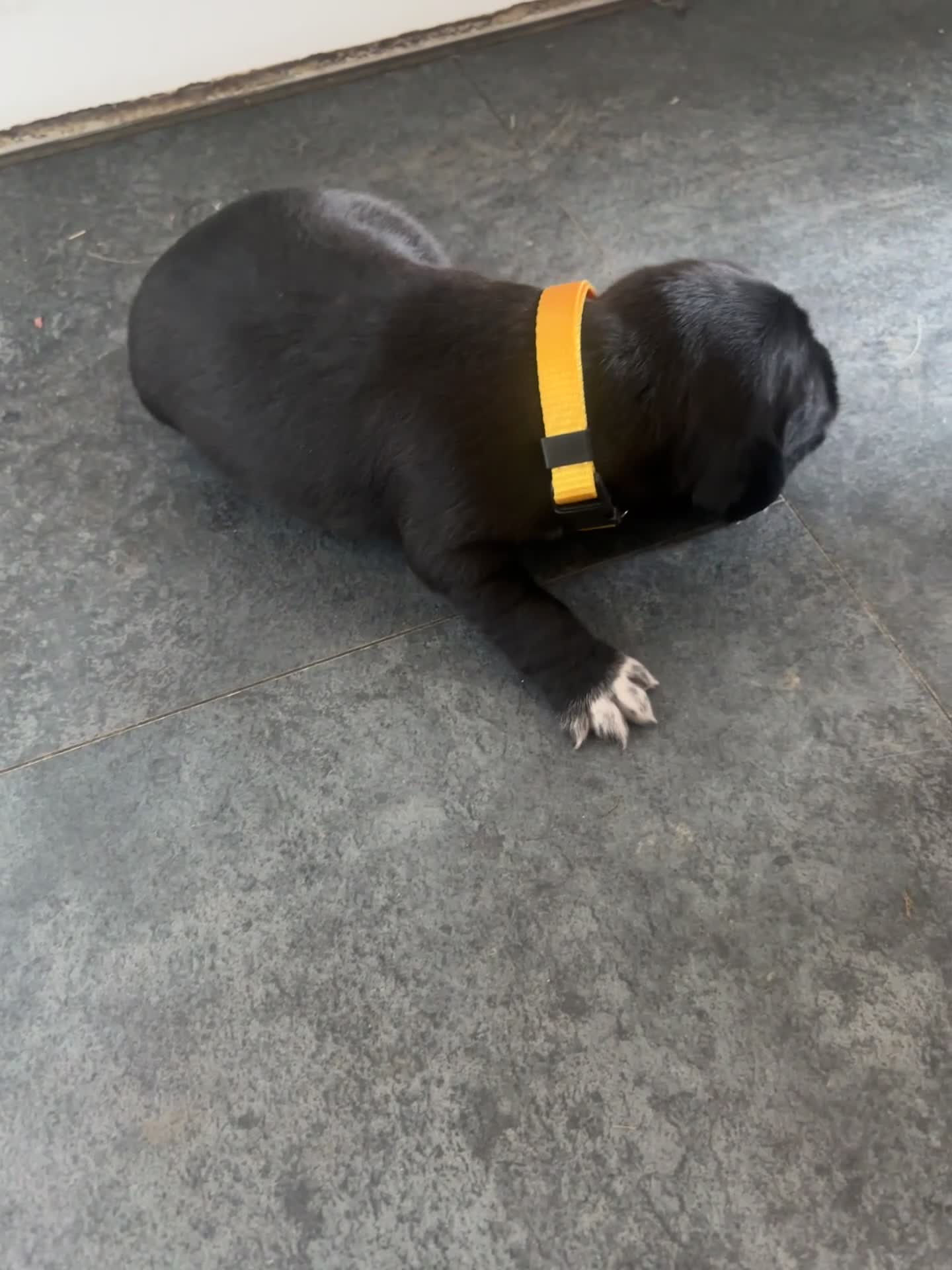 Mixed Breed dogs for sale: Wired Patter-dale terrier/ Cocker Spaniel pups - Video 4