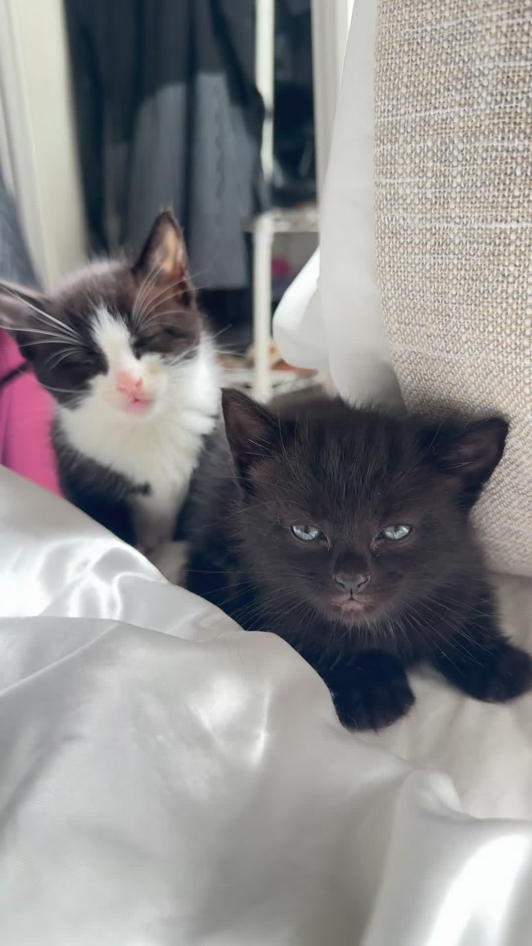 Mixed Breed cats for sale: Adorable Black Kitten  - Video 3