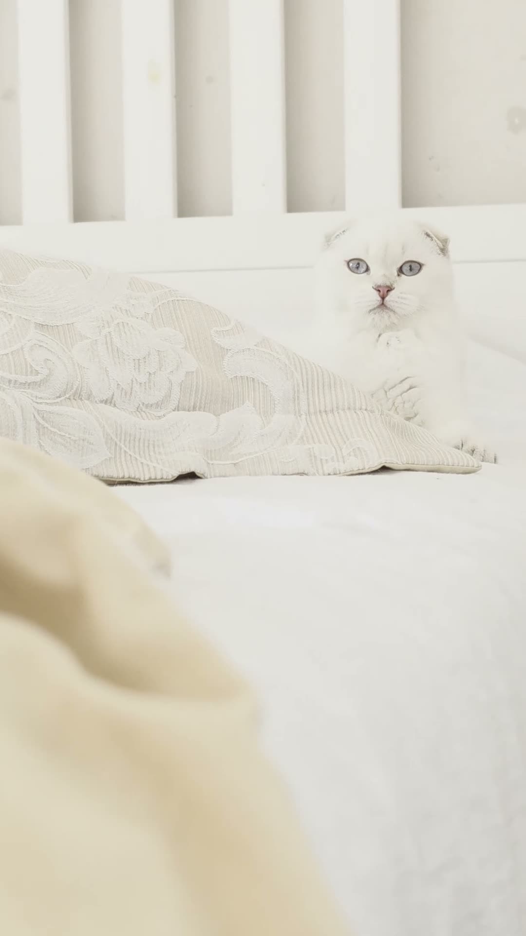 Scottish Fold cats for sale: Scottish fold - Video 2