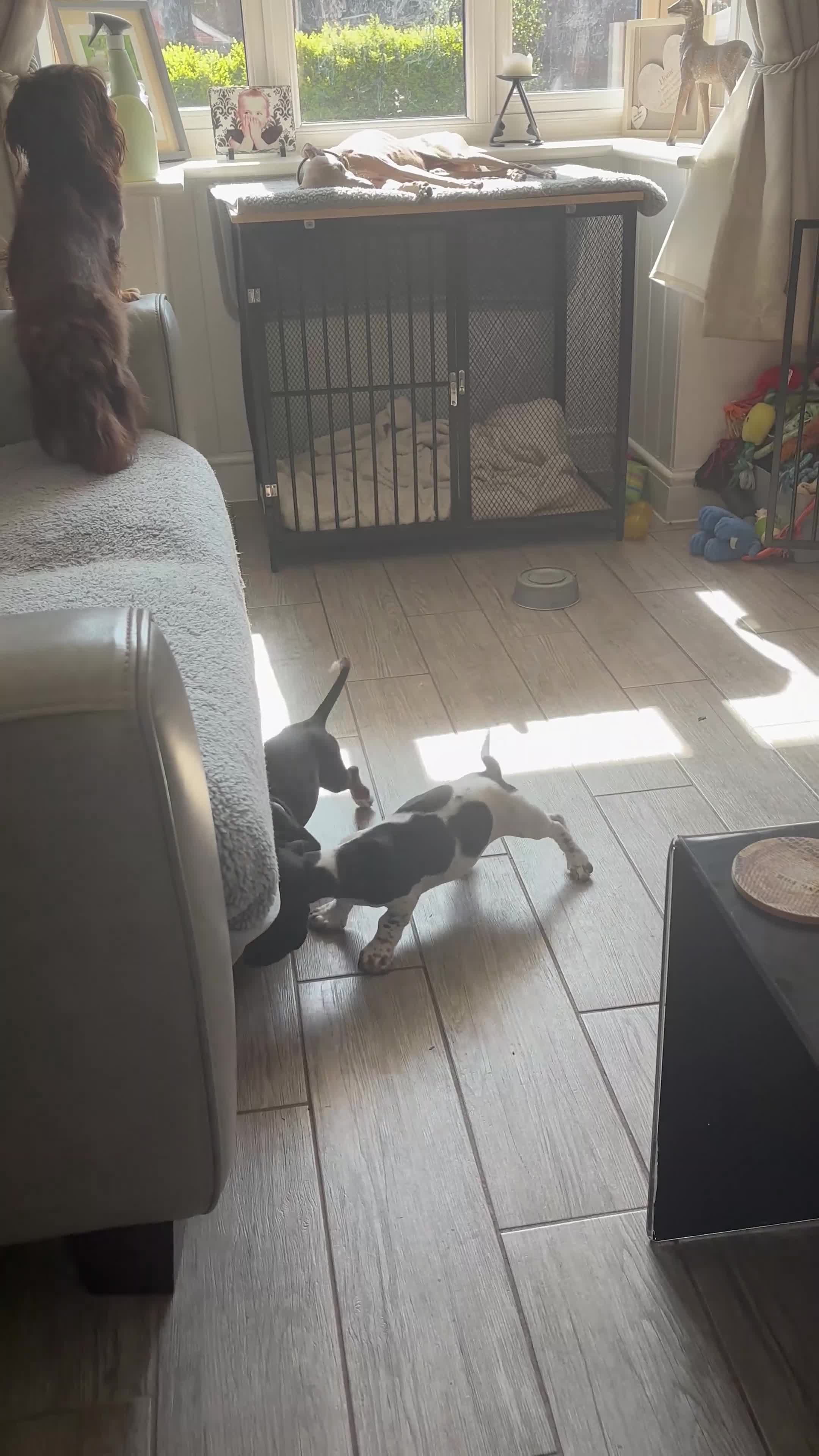 Dachshund dogs for sale: MINIATURE DACHSHUND GIRLS REDUCED READY TO GO - Video 1