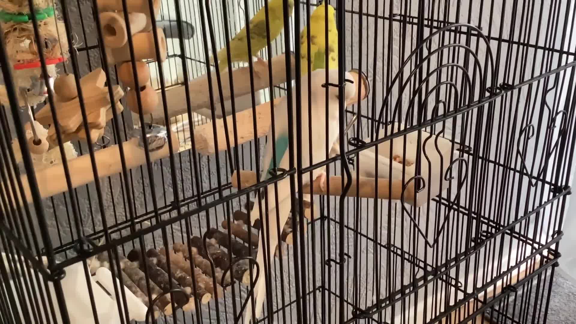 Budgerigars birds for sale: 2x baby budgies / cage / accessories included  - Video 1