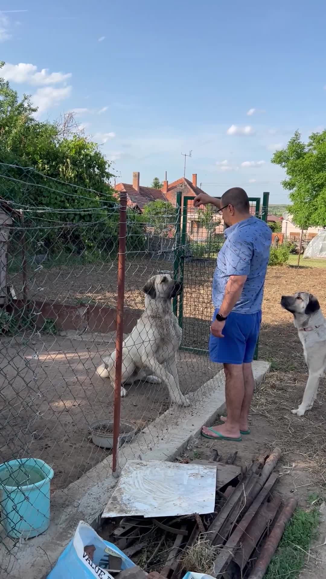 Anatolian Shepherd dogs for sale: Malakli Puppies - Video 2
