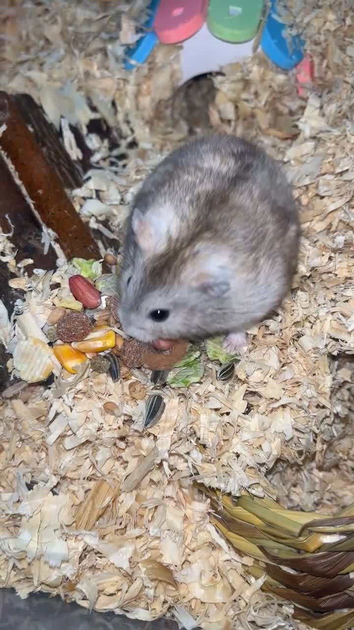 Hamster rodents for sale: Whiskey 🐹 13 month old Female Dwarf hamster  - Video 2