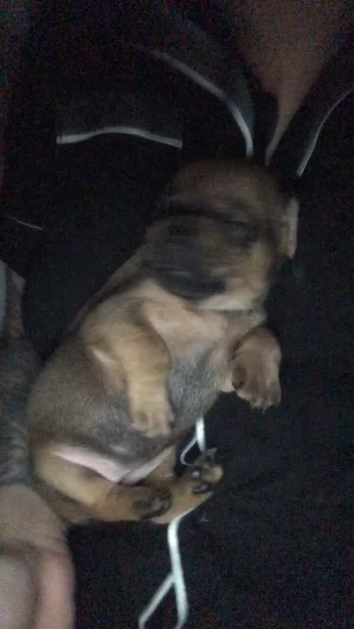Mixed Breed dogs for sale: dachshund puppies READY TO GO  in Nelson - Video 1