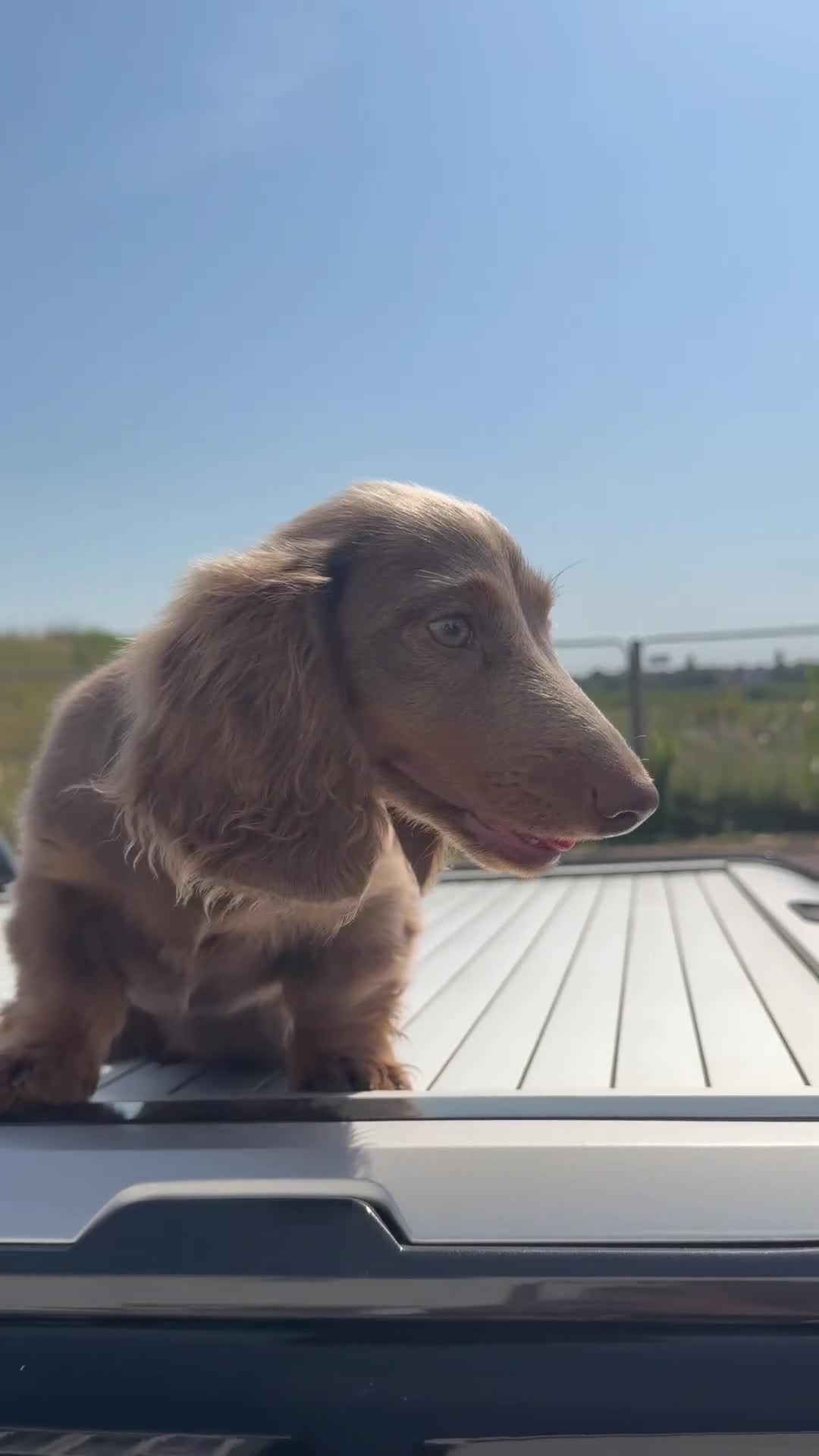 Miniature Dachshund dogs for sale: LAST BOY ISABELLA LONG HAIR MALE DACHSHUND CHEAP - Video 2