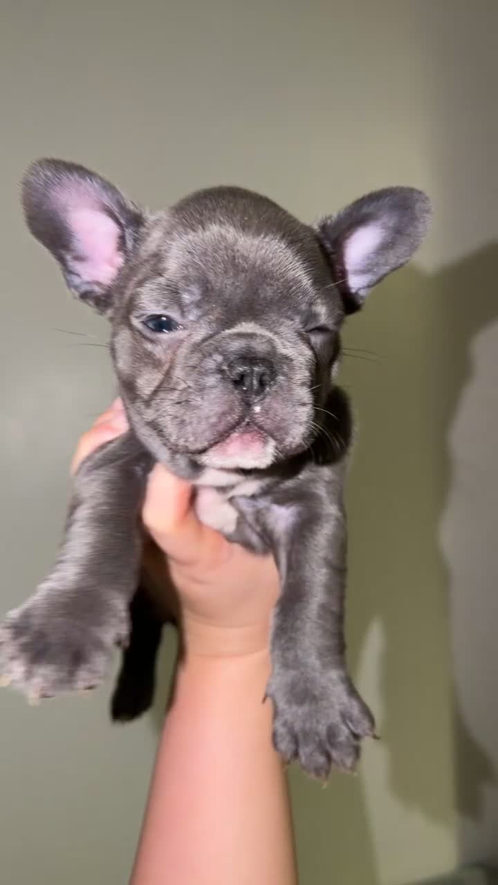 French Bulldog dogs for sale: Gorgeous Lilac, Pink Isabella, & Blue Frenchies - Video 3