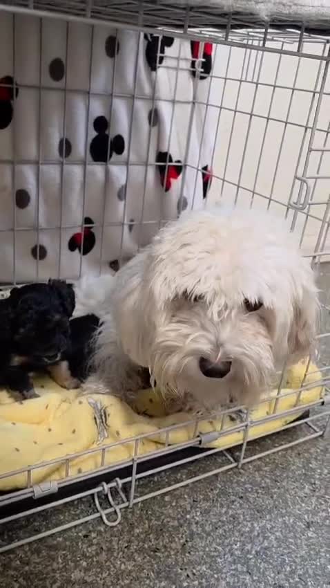 Maltipoo dogs for sale: Maltipoo Puppies 2 Beautiful Girls Available! - Video 2