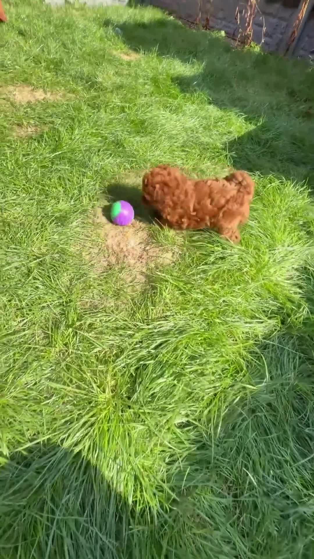 Miniature Poodle dogs for sale: Kc gorgeous red mini Poodle 5 gen pedigree  - Video 1
