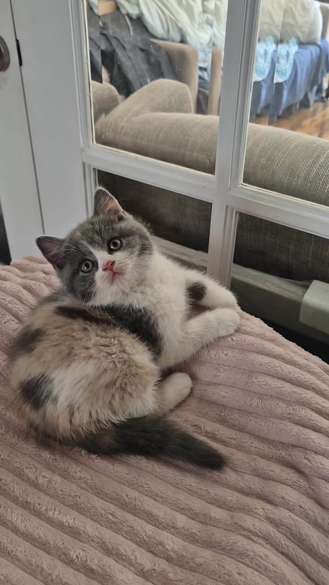 British Shorthair cats for sale: Ready! From GCCF parents with champions in line - Video 2