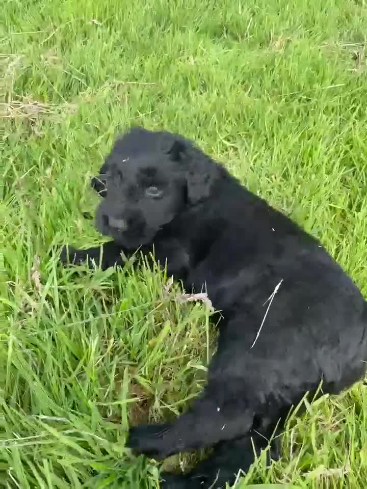 Russian Black Terrier dogs for sale: Russian Black Terrier Pups for Sale - Video 4