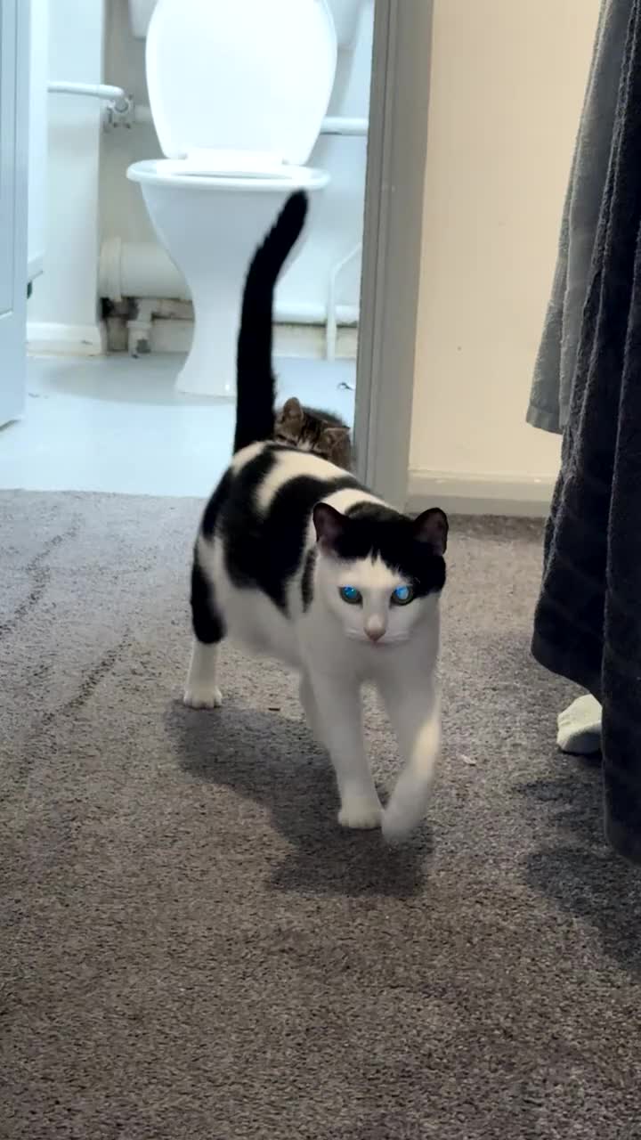 Domestic Shorthair cats for sale: Beautiful tabby boy kitten - Video 1