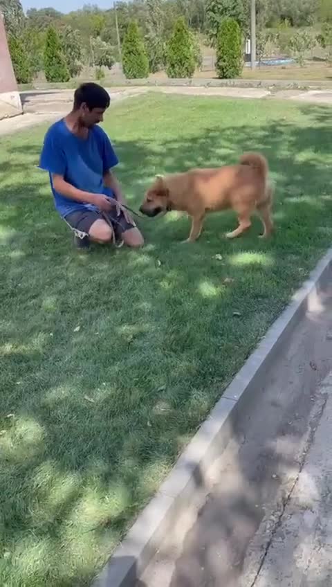 Mixed Breed dogs for adoption: 🐾 Izzy – the snuggle bear with a golden heart 🐾 - Video 2