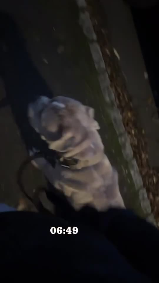 Mixed Breed dogs for sale: Koda for rehome  - Video 1