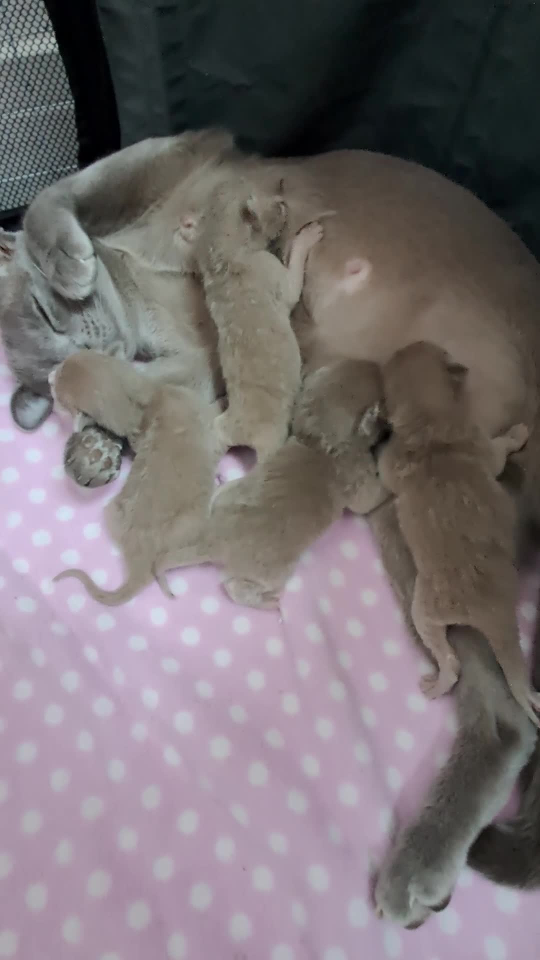 Burmese cats for sale: Pedigree Blue Burmese Kittens - Video 1