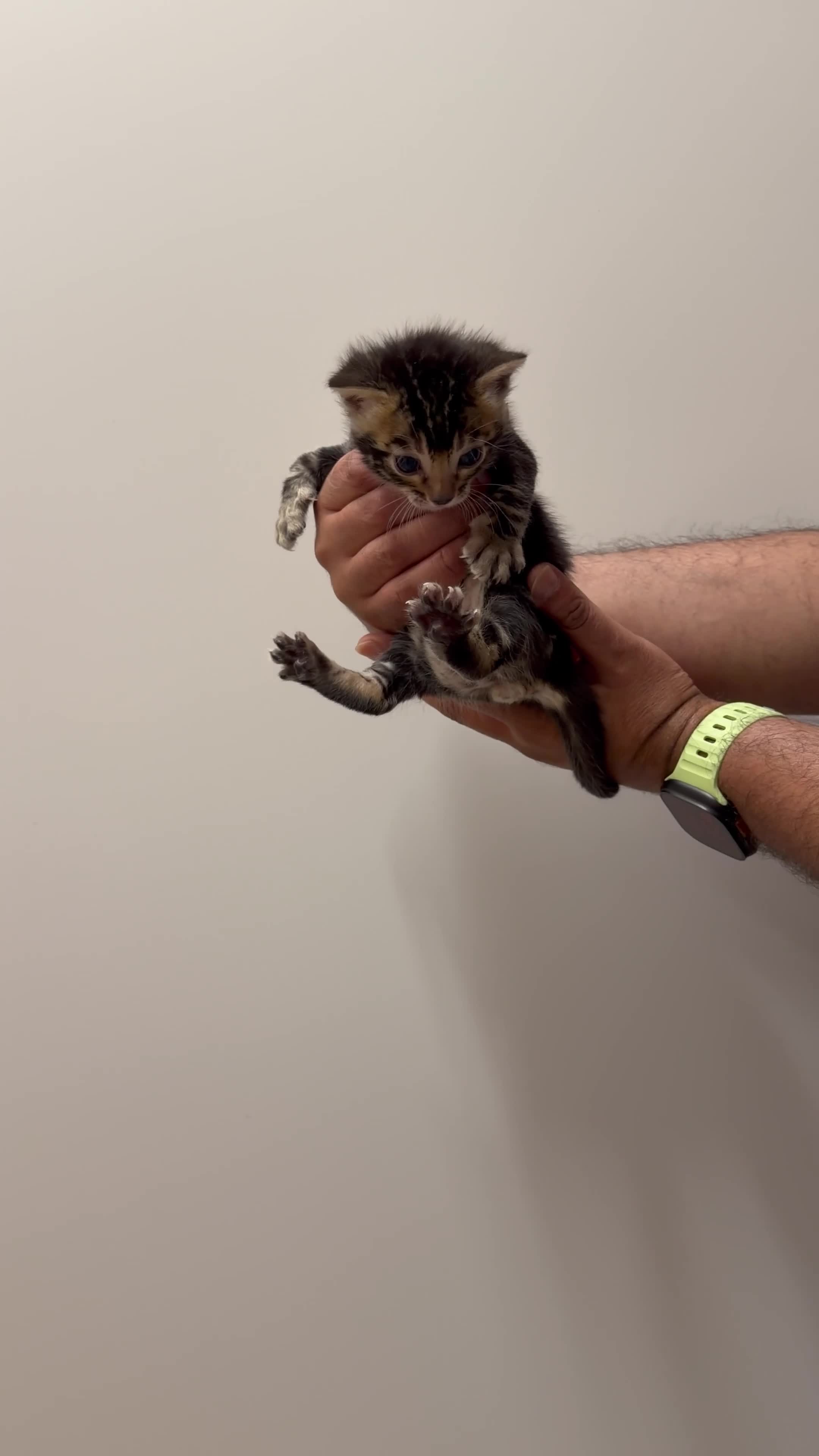 Bengal cats for sale: 3 Bengals Boys - Coco Chanel 1st Litter  in Blackburn - Video 3